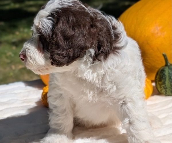 Medium Photo #76 Miniature Bernedoodle Puppy For Sale in GOSHEN, IN, USA
