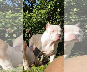American Bully Puppy for sale in JACKSONVILLE, FL, USA