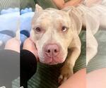 Small #1 American Pit Bull Terrier Mix