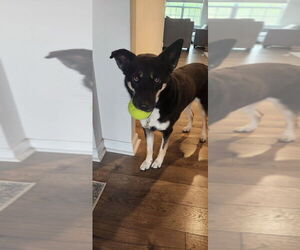 German Shepherd Dog-Unknown Mix Dogs for adoption in Mooresville, NC, USA