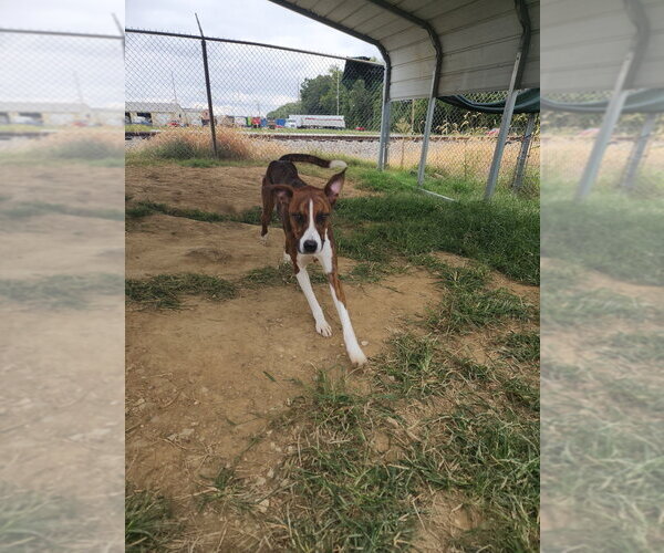 Medium Photo #4 Boxer-Unknown Mix Puppy For Sale in Evansville, IN, USA