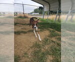 Small Photo #4 Boxer-Unknown Mix Puppy For Sale in Evansville, IN, USA