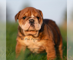 Small Photo #47 English Bulldog Puppy For Sale in WARSAW, IN, USA