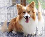 Small Photo #5 Pembroke Welsh Corgi Puppy For Sale in LUTHER, OK, USA