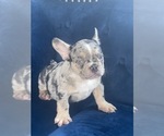 Small Photo #25 French Bulldog Puppy For Sale in BATON ROUGE, LA, USA