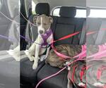 Small Photo #23 Boxer-Unknown Mix Puppy For Sale in Mount Laurel, NJ, USA