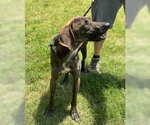 Small Photo #3 Plott Hound-Unknown Mix Puppy For Sale in Glen Allen, VA, USA