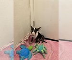 Small Photo #13 Bull Terrier Puppy For Sale in PITTSBURG, CA, USA