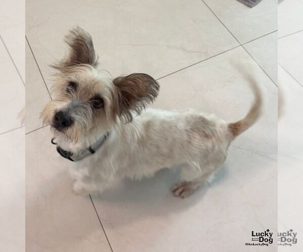 Medium Photo #2 Mutt Puppy For Sale in Washington, DC, USA