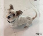 Small #1 Mutt