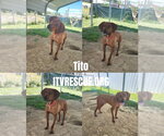 Small #10 Mutt