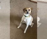 Small #2 Mutt