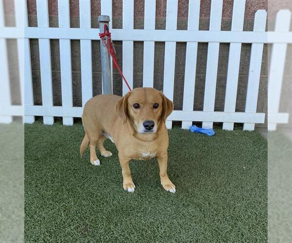Medium Photo #1 Beagle-Unknown Mix Puppy For Sale in Modesto, CA, USA