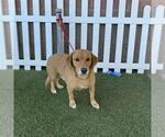 Small Beagle Mix