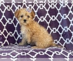 Small Photo #4 Poodle (Miniature)-Shorkie Tzu Mix Puppy For Sale in LAKELAND, FL, USA