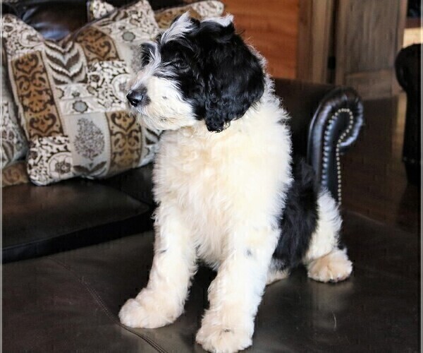 Medium Photo #7 Sheepadoodle Puppy For Sale in STANLEY, VA, USA