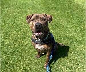 Mutt Dogs for adoption in Ocala, FL, USA
