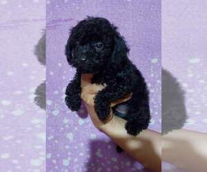 Poodle (Toy) Puppy for sale in EVANSTON, IL, USA