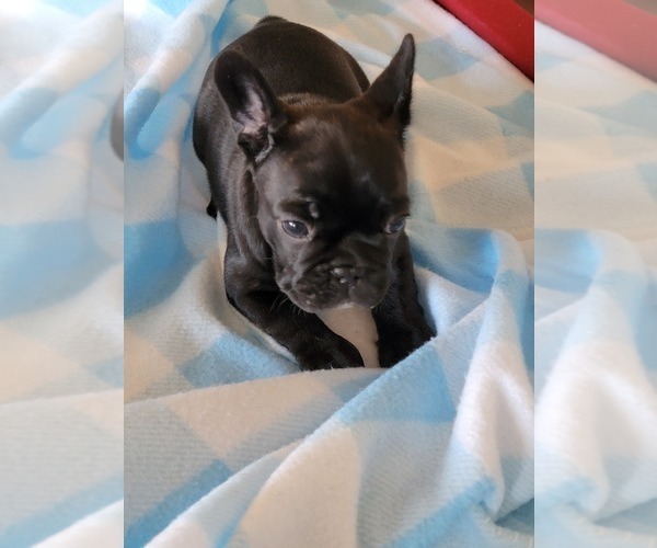Medium Photo #1 French Bulldog Puppy For Sale in MCDONOUGH, GA, USA