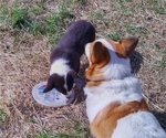 Small Photo #39 Border Collie-Pembroke Welsh Corgi Mix Puppy For Sale in CHILOQUIN, OR, USA