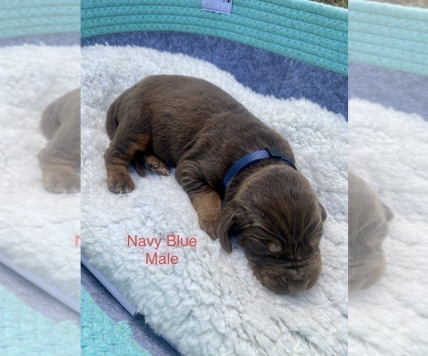 Medium Photo #1 Bloodhound Puppy For Sale in WARRIOR, AL, USA