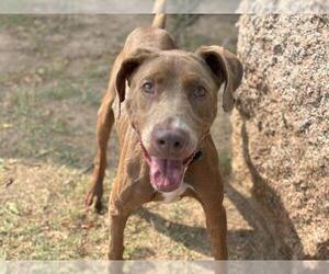 Labrador Retriever-Unknown Mix Dogs for adoption in Waco, TX, USA