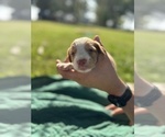 Puppy Puppy 9 Brittany