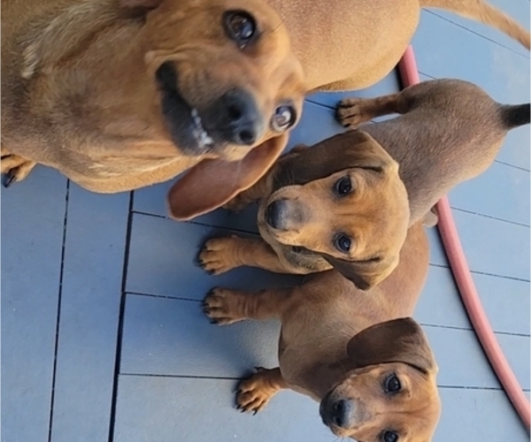 View Ad Dachshund Litter of Puppies for Sale near Alabama, GOSHEN, USA