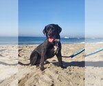 Nick Wilde - Male Labrador Retriever-Unknown Mix Dog for Adoption - Small photo