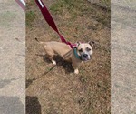 Small #1 American Staffordshire Terrier Mix