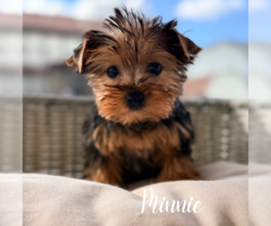 Yorkshire Terrier Puppy for sale in ADDISON, IL, USA