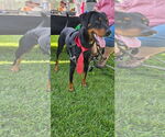 Small #1 Doberman Pinscher Mix