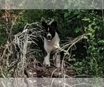 Small #5 Akita