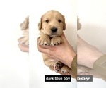 Small Photo #6 Golden Retriever Puppy For Sale in BOISE, ID, USA