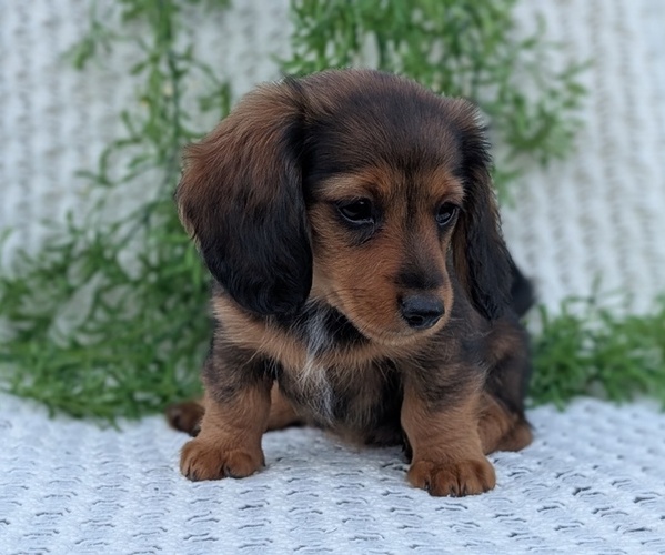 Medium Photo #7 Dachshund Puppy For Sale in GOSHEN, IN, USA
