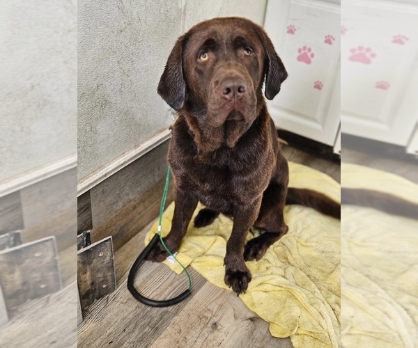 Medium Photo #1 Labrador Retriever Puppy For Sale in DUNN, NC, USA