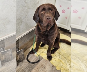 Father of the Labrador Retriever puppies born on 12/27/2025