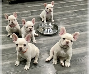 French Bulldog Litter for sale in NEW ORLEANS, LA, USA