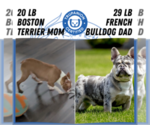Small #10 Faux Frenchbo Bulldog