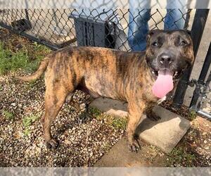 American Pit Bull Terrier-Unknown Mix Dogs for adoption in Aurora, IL, USA