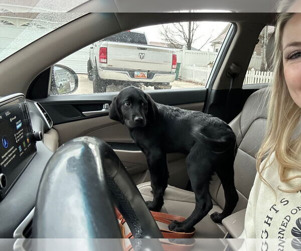 Medium Photo #5 Labrador Retriever-Unknown Mix Puppy For Sale in Sandy, UT, USA