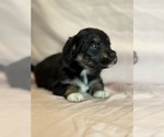 Song - Female Corgipoo Puppy for Sale - Photo #14