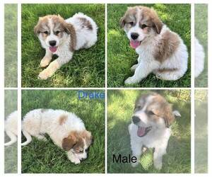 Great Pyrenees Puppy for sale in DEMING, NM, USA