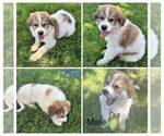 Small Great Pyrenees