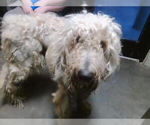 Poodle (Standard)-Unknown Mix Dogs for adoption in Tulsa, OK, USA