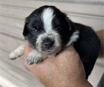 Puppy Puppy 1 Australian Shepherd