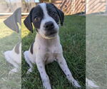 Small #1 Mutt