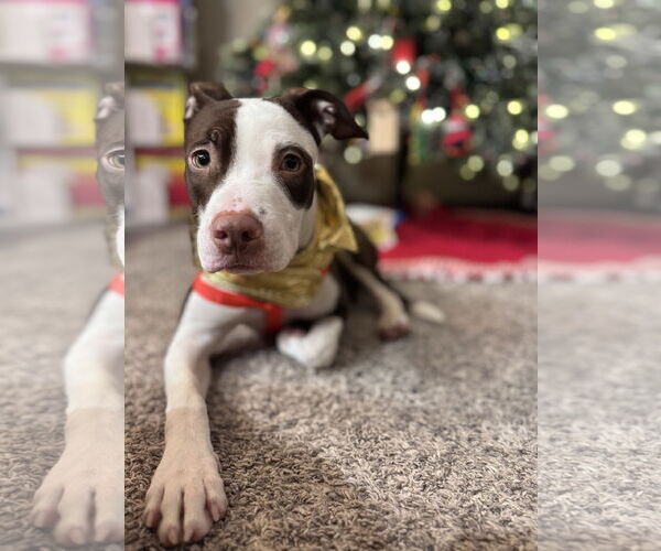 Medium Photo #1 Mutt Puppy For Sale in Princeton, MN, USA