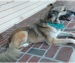 Small Anatolian Shepherd