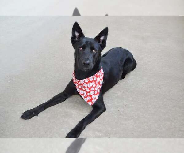 Medium Photo #1 German Shepherd Dog-Unknown Mix Puppy For Sale in McKinney, TX, USA